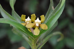Vanda thwaitesii